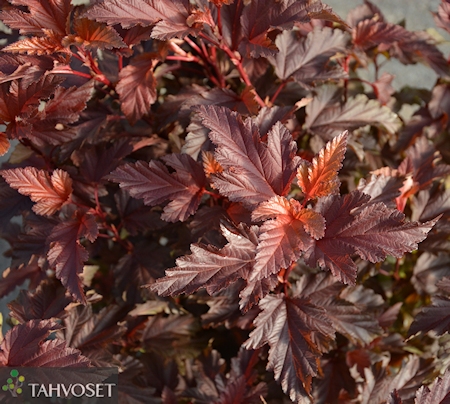 Physocarpus opulifolius 'Little Angel', purppuraheisiangervo